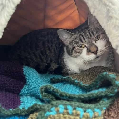 Dolly, female 4yo Mixed Breed Cat for adoption at RSPCA Tunbridge Wells & Maidstone Branch