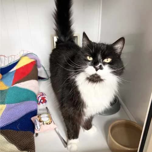 Fluffy, female senior Mixed Breed Cat for adoption at RSPCA Tunbridge Wells & Maidstone Branch