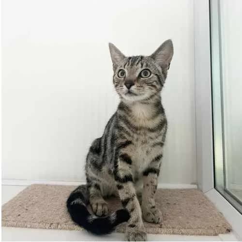 Kenny and Johnny, male puppy Mixed Breed Cat for adoption at RSPCA Tunbridge Wells & Maidstone Branch