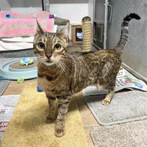 Lydia, female senior Bengal for adoption at RSPCA Tunbridge Wells & Maidstone Branch