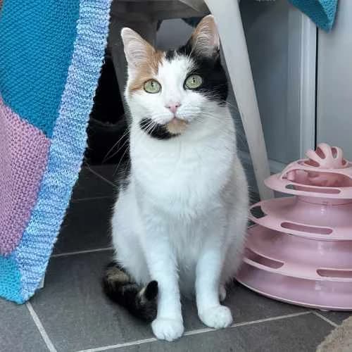 Pollyanna and Fluffy, female senior Mixed Breed Cat for adoption at RSPCA Tunbridge Wells & Maidstone Branch