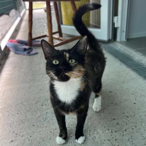 Salsa, female 3yo Mixed Breed Cat for adoption at RSPCA Tunbridge Wells & Maidstone Branch