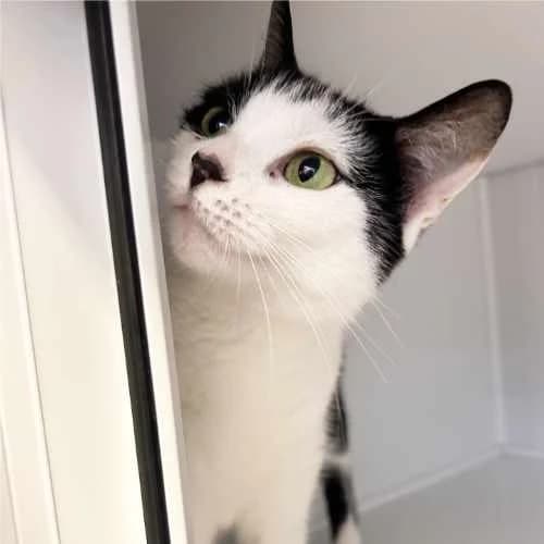 SeΓ±orita, female young Mixed Breed Cat for adoption at RSPCA Tunbridge Wells & Maidstone Branch