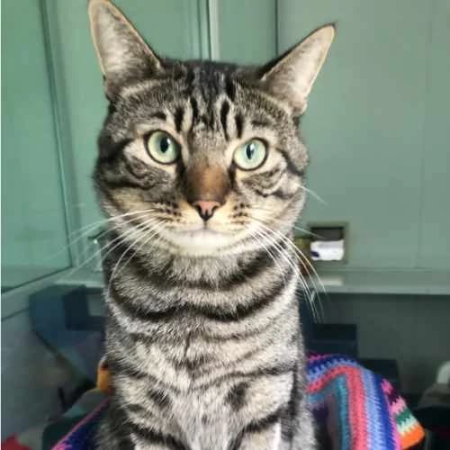 Tom, male puppy Mixed Breed Cat for adoption at RSPCA Tunbridge Wells & Maidstone Branch
