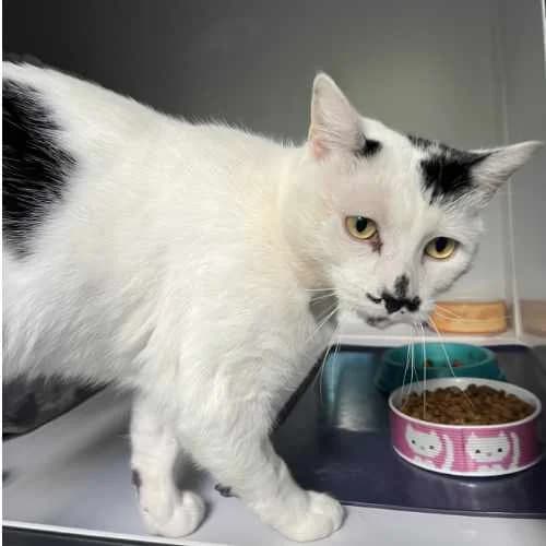 Tom, 3yo Mixed Breed Cat for adoption at RSPCA Tunbridge Wells & Maidstone Branch