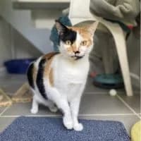Twinkle, female Mixed Breed Cat for adoption at RSPCA Tunbridge Wells & Maidstone Branch