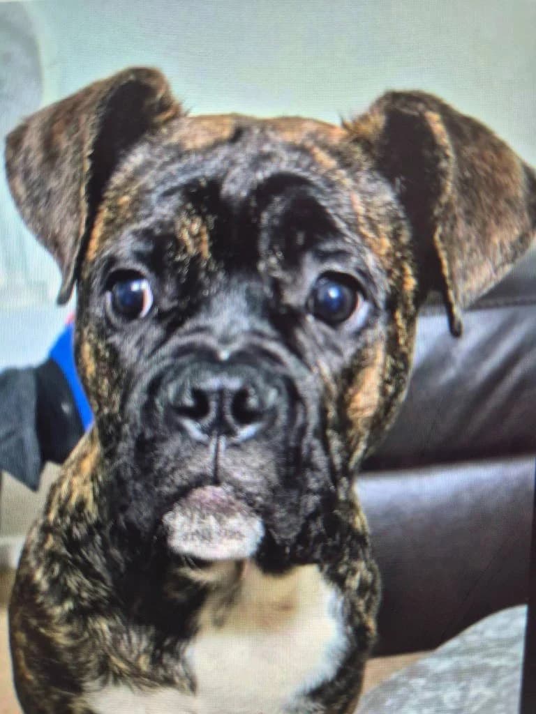 Bear, male young Mixed Breed for adoption at RSPCA Woodside
