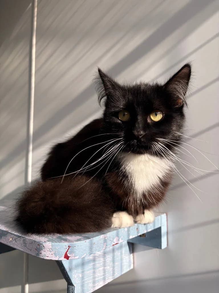 Bella, female young Mixed Breed Cat for adoption at RSPCA Woodside