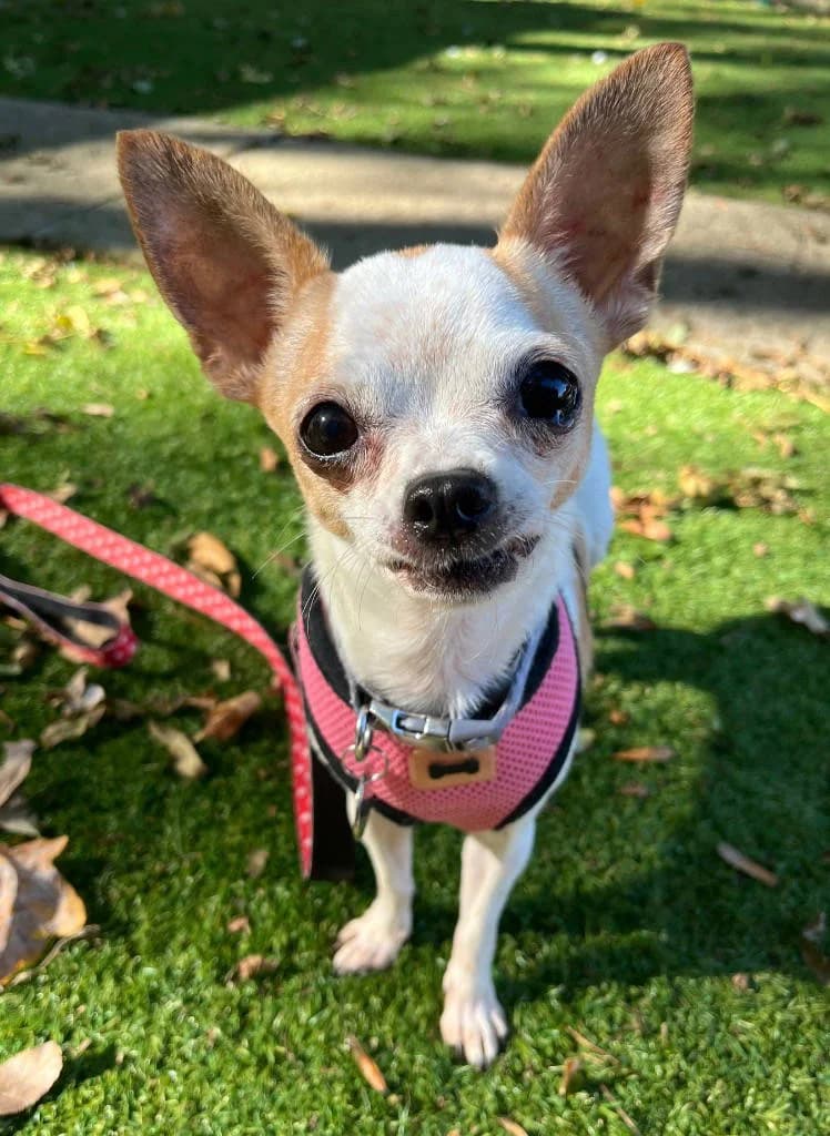Bella, female senior Chihuahua for adoption at RSPCA Woodside