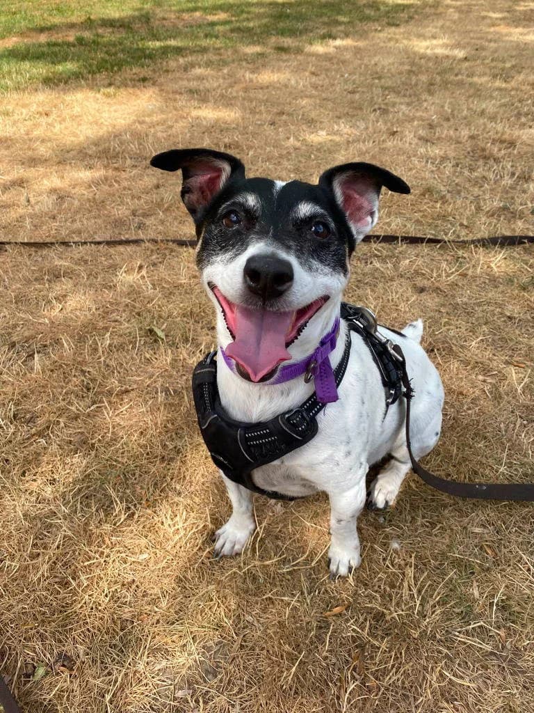 Bertie, male senior Jack Russell Terrier for adoption at RSPCA Woodside