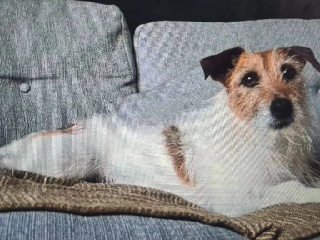 Bruce, male senior Jack Russell Terrier for adoption at RSPCA Woodside