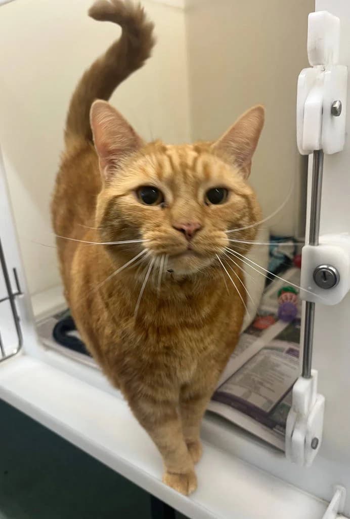 Cinni, male 7yo Mixed Breed Cat for adoption at RSPCA Woodside