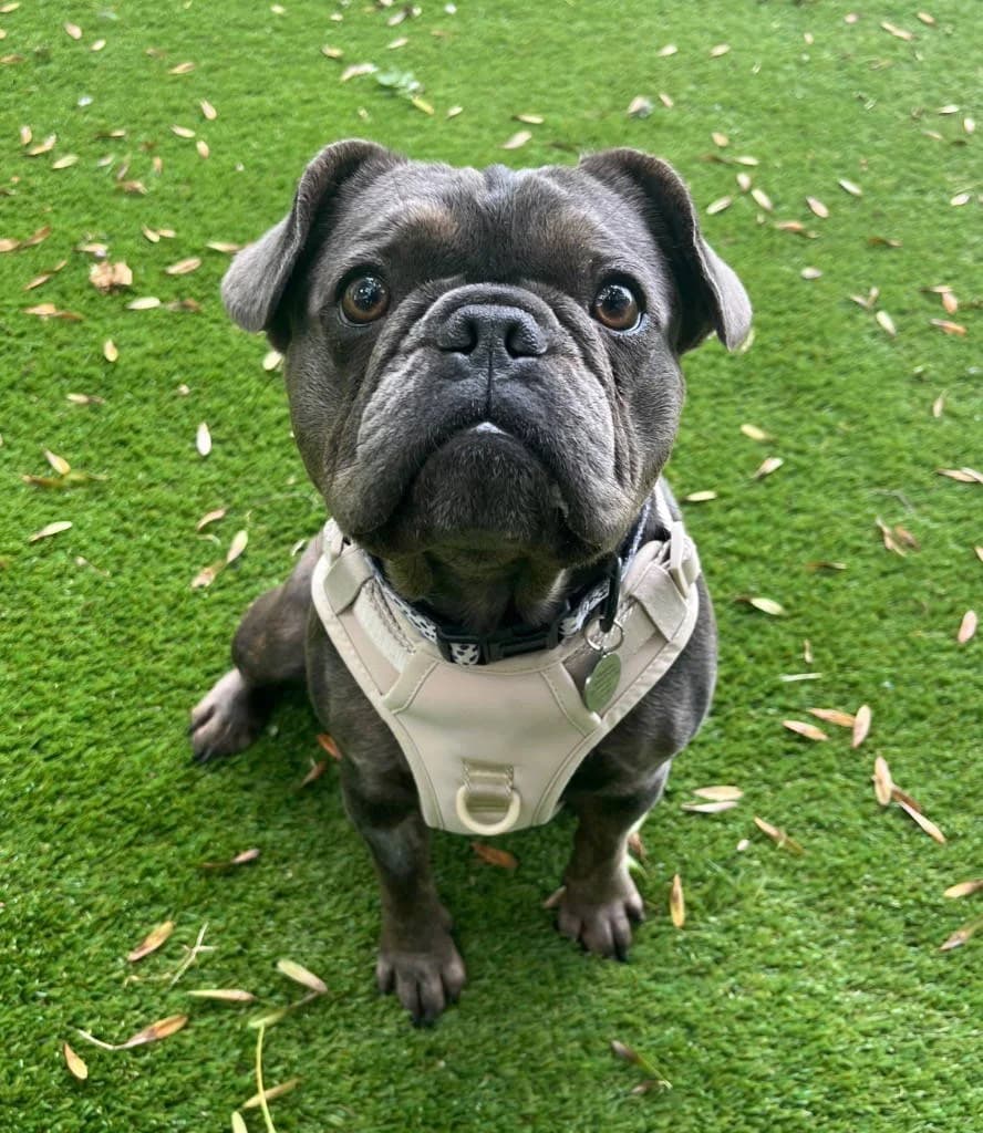 Coco, female young English Bulldog for adoption at RSPCA Woodside