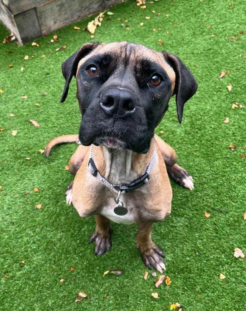Coco, female 5yo Mastiff for adoption at RSPCA Woodside