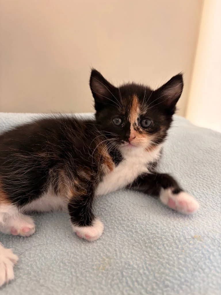 Daphney, female puppy Mixed Breed Cat for adoption at RSPCA Woodside