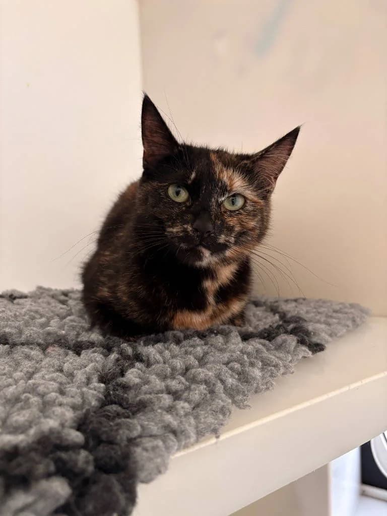 Darcie, female young Mixed Breed Cat for adoption at RSPCA Woodside