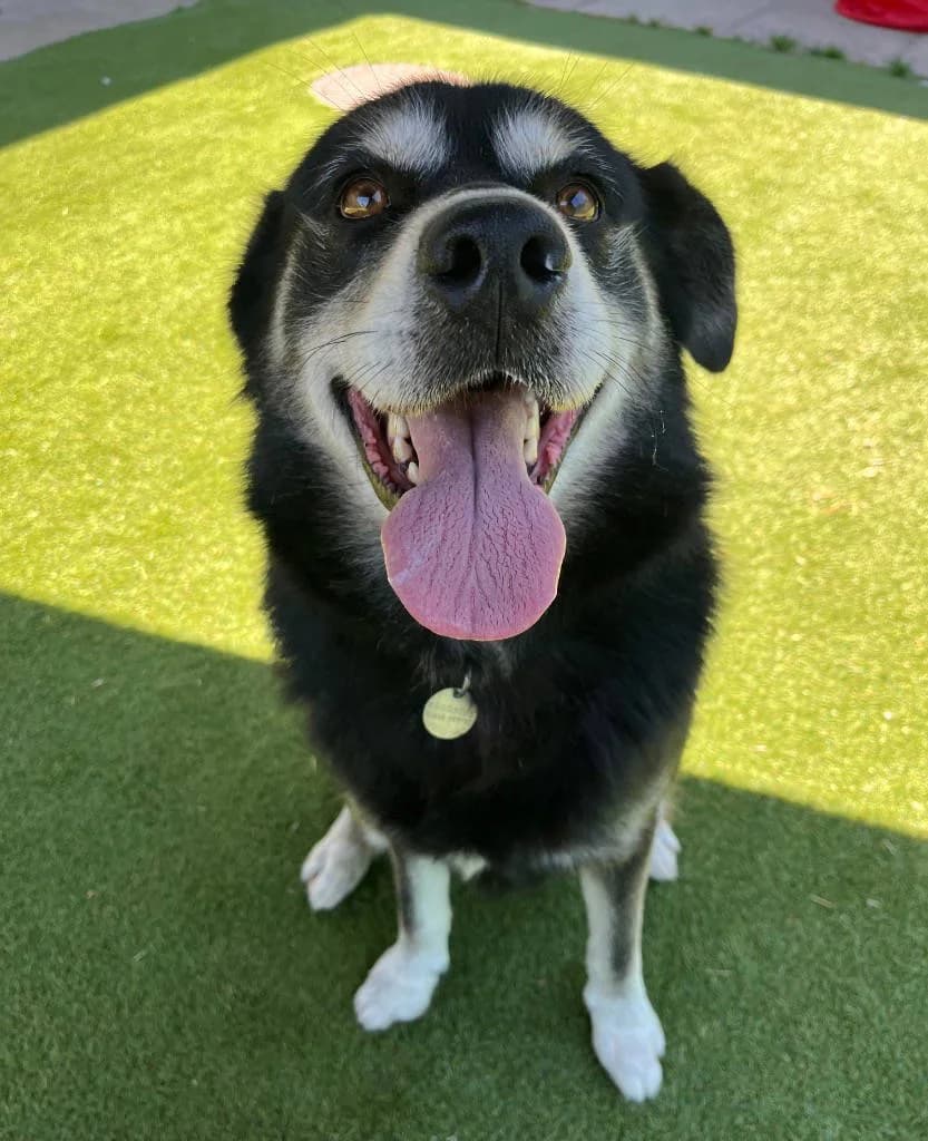 Diesel, male 6yo Husky for adoption at RSPCA Woodside