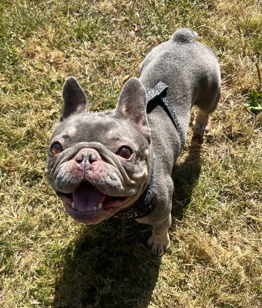 Dora, female young English Bulldog for adoption at RSPCA Woodside