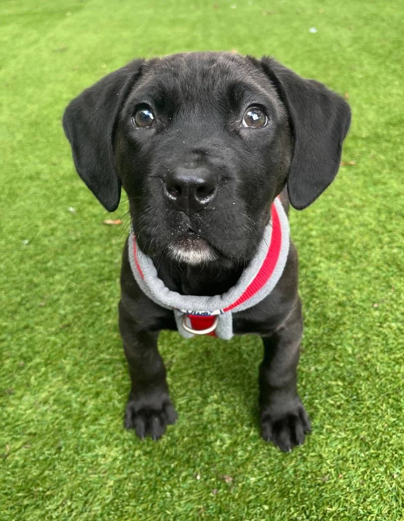 Libra, female Presa Canario for adoption at RSPCA Woodside