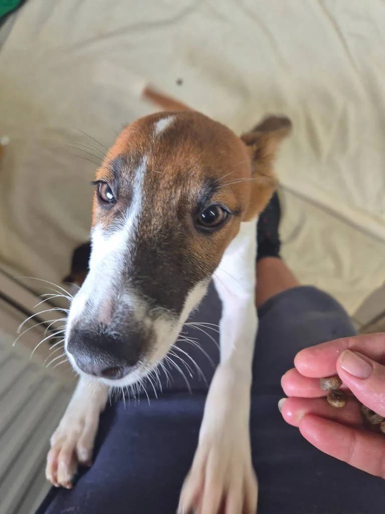 Linkin (dark face), male puppy Mixed Breed for adoption at RSPCA Woodside