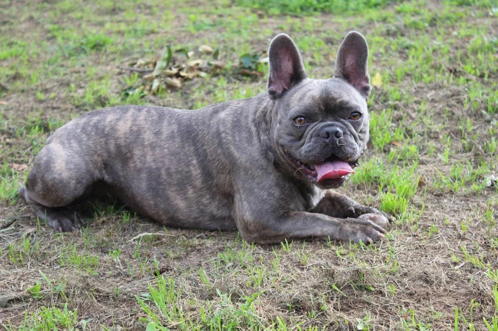 Loki, male senior English Bulldog for adoption at RSPCA Woodside
