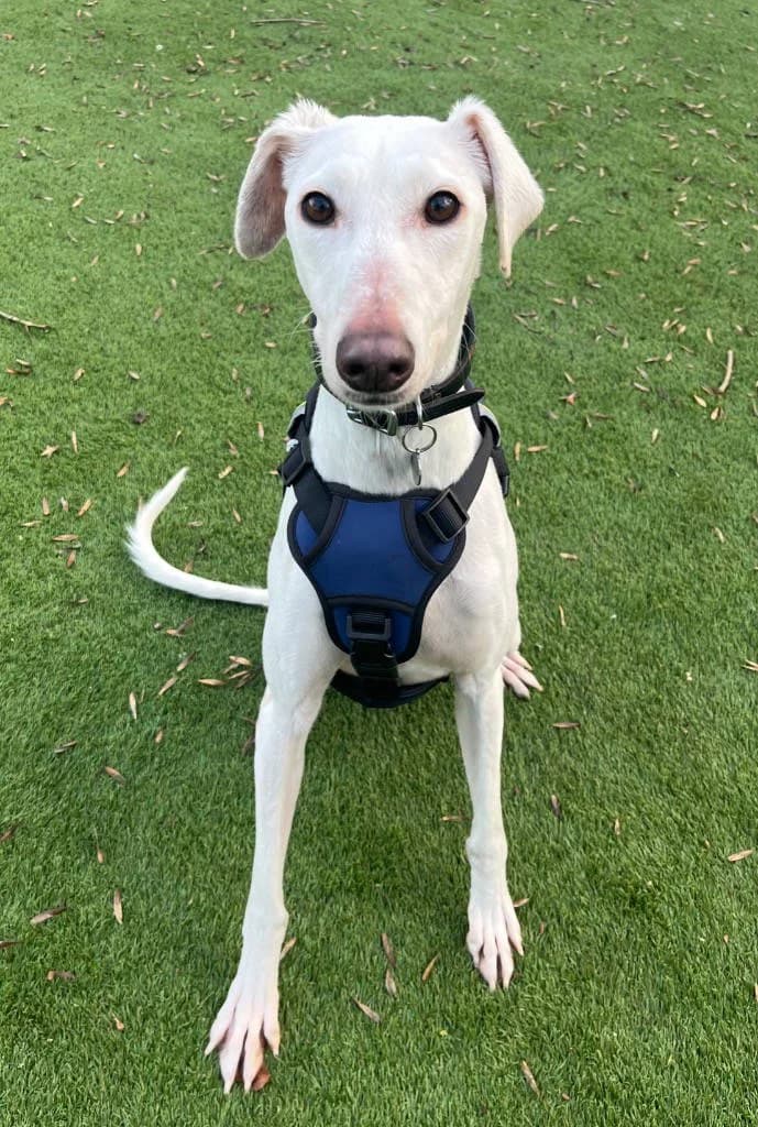 Lucky, male young Lurcher for adoption at RSPCA Woodside
