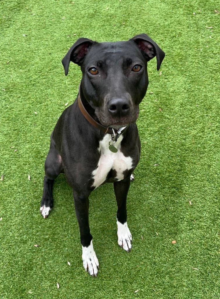 Maggie, female young Lurcher for adoption at RSPCA Woodside