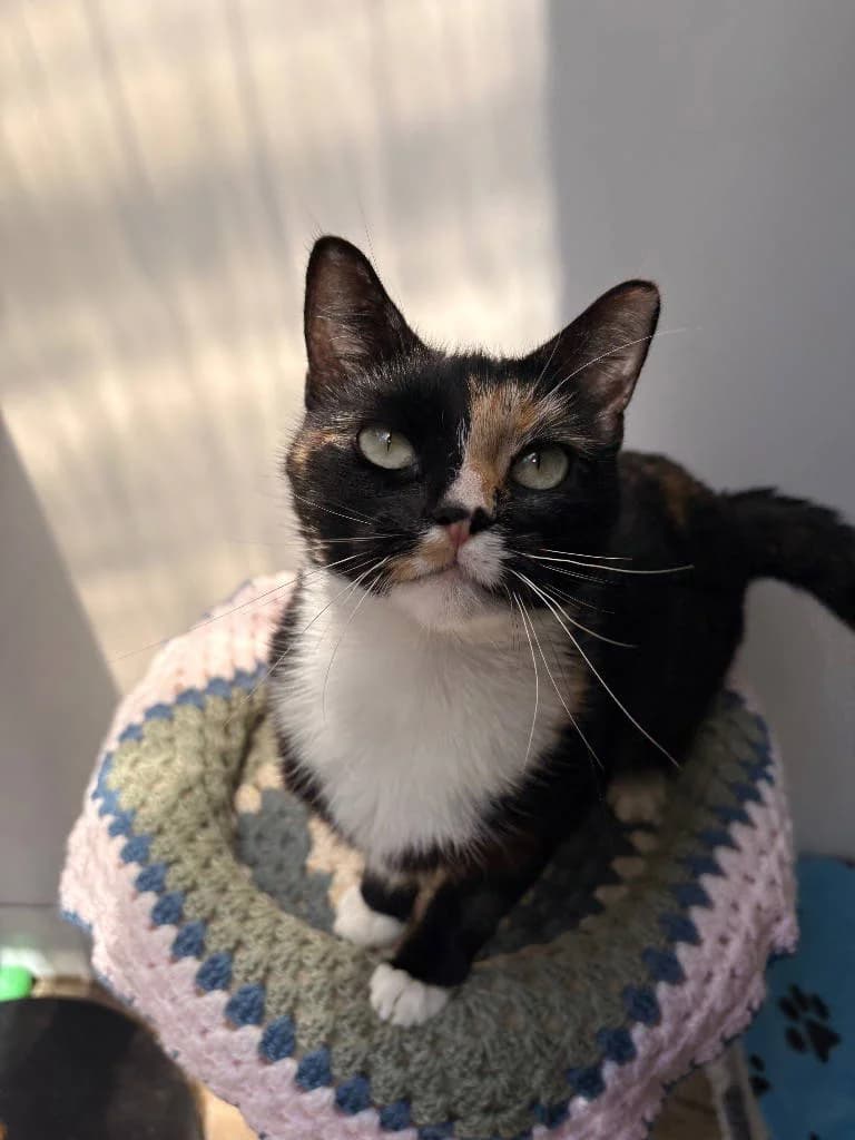Ottilie, female young Mixed Breed Cat for adoption at RSPCA Woodside