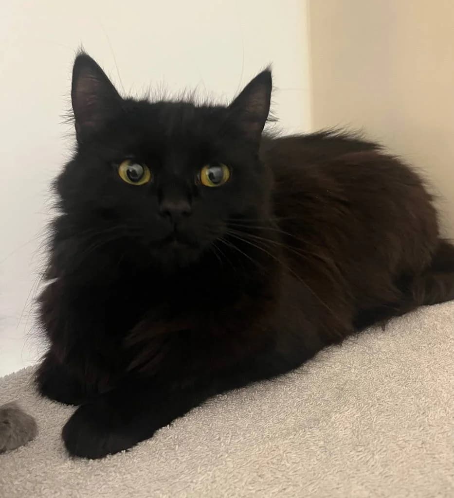 Penny, female young mixed breed for adoption at RSPCA Woodside