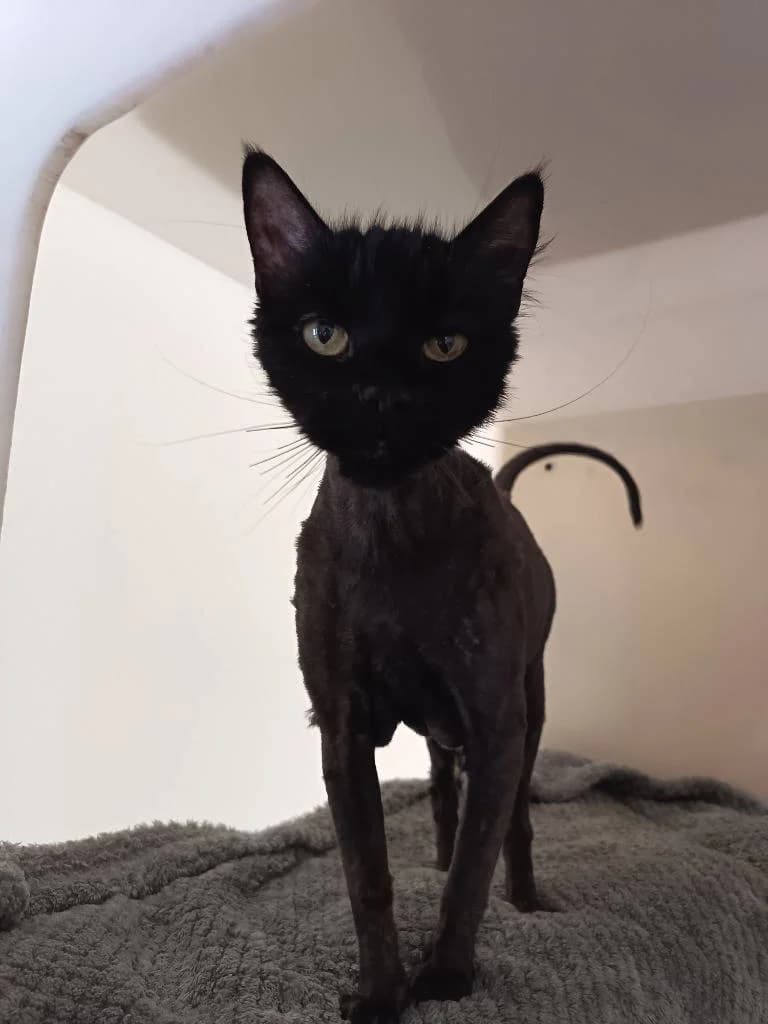 Pepper, female senior Mixed Breed Cat for adoption at RSPCA Woodside