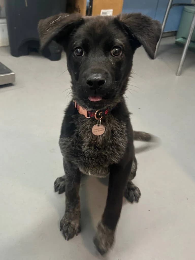 Pepper, female puppy Rottweiler for adoption at RSPCA Woodside