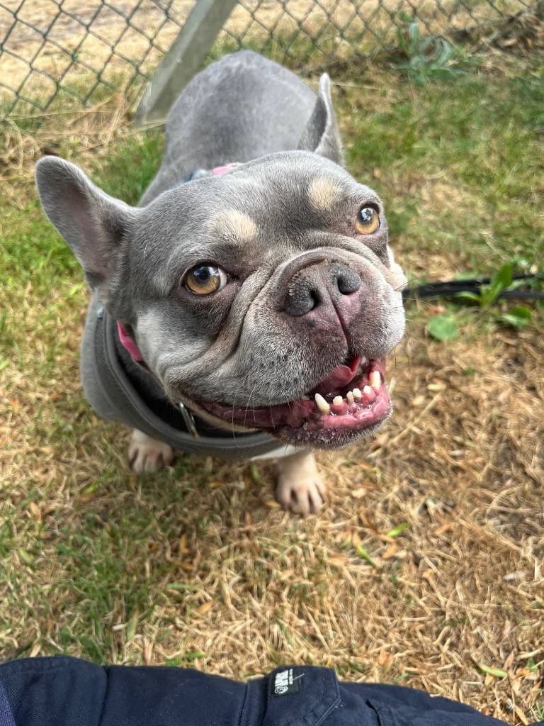 Phoebe, female 5yo English Bulldog for adoption at RSPCA Woodside