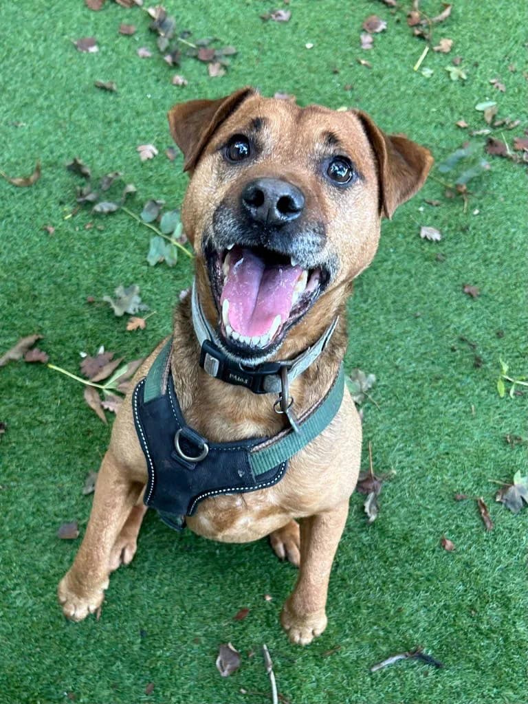Reggie, male 5yo mixed breed for adoption at RSPCA Woodside
