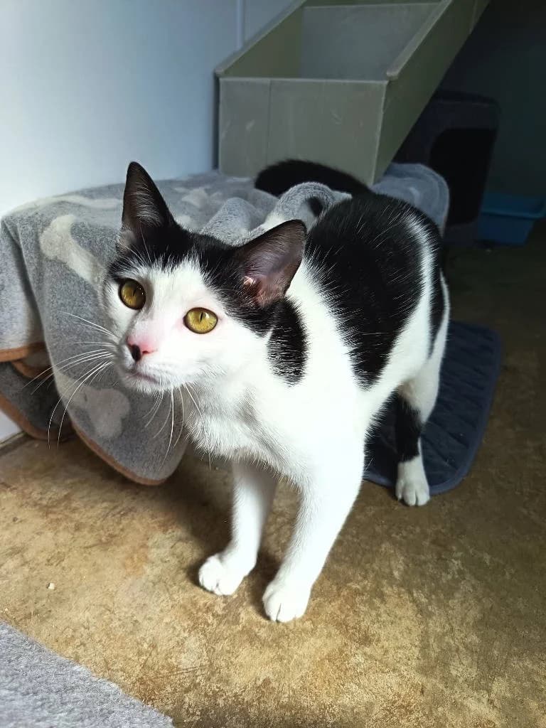 Renee, female Mixed Breed Cat for adoption at RSPCA Woodside