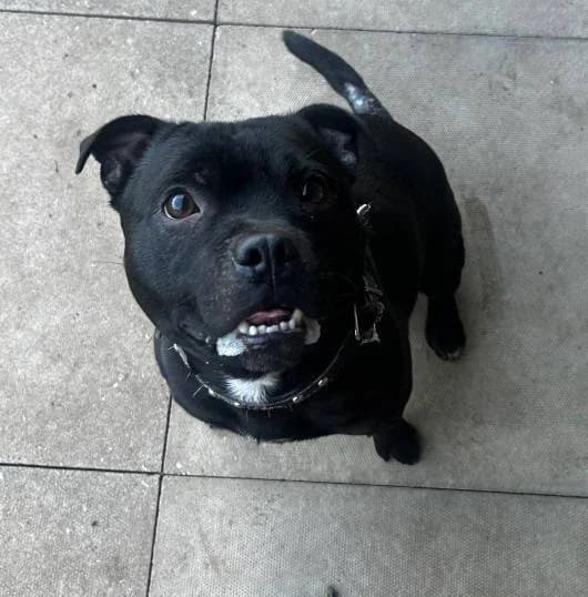 Rocko, male young Staffordshire Bull Terrier for adoption at RSPCA Woodside