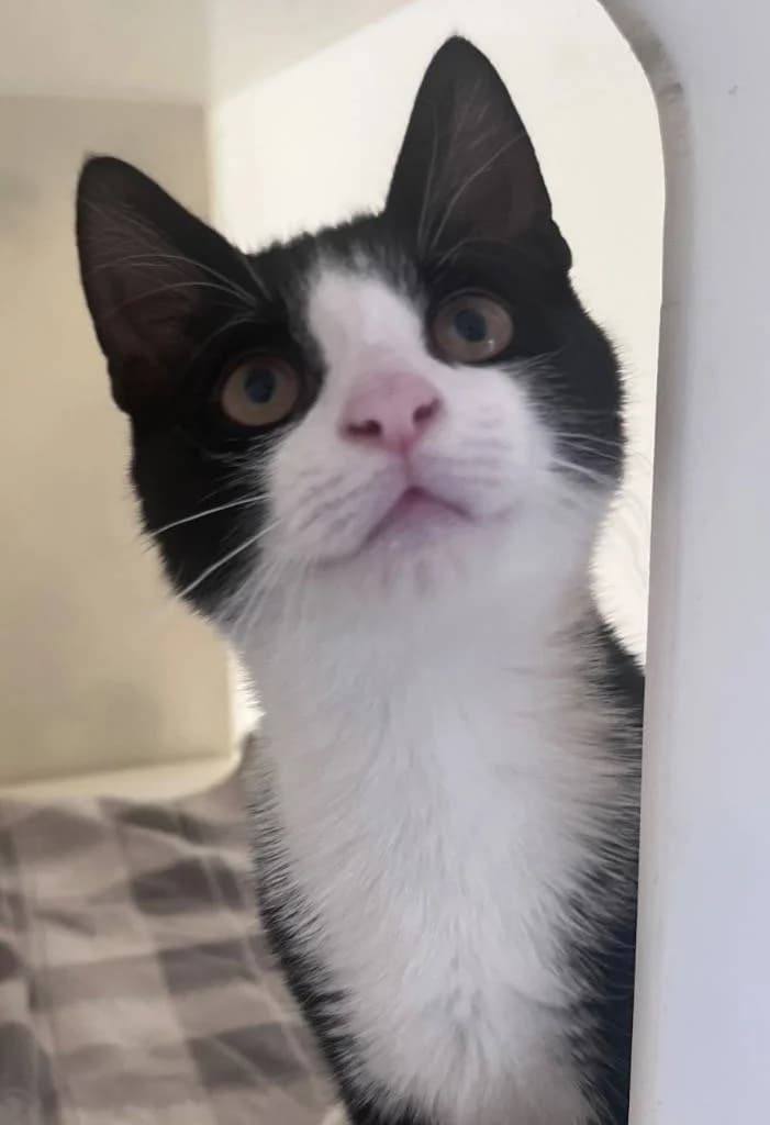 Rocky (Sirius), male Mixed Breed Cat for adoption at RSPCA Woodside