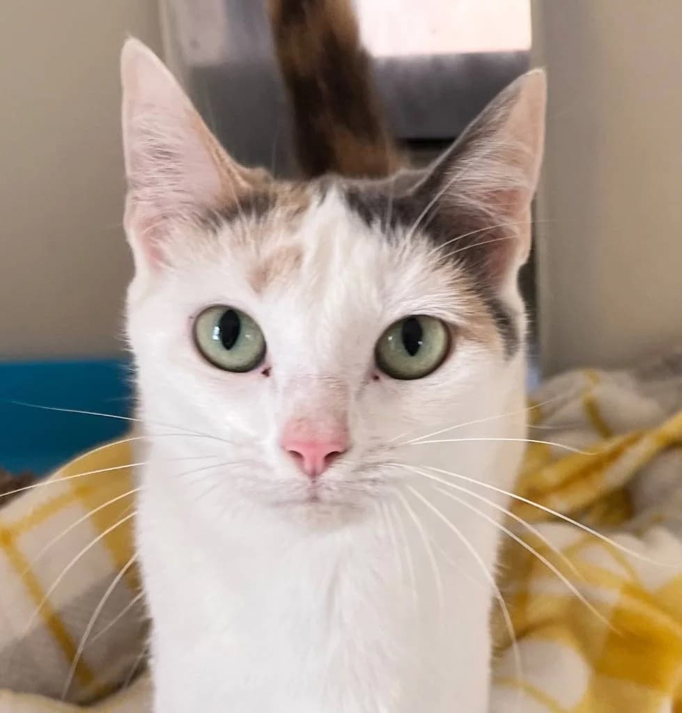 Roo, female young Mixed Breed Cat for adoption at RSPCA Woodside
