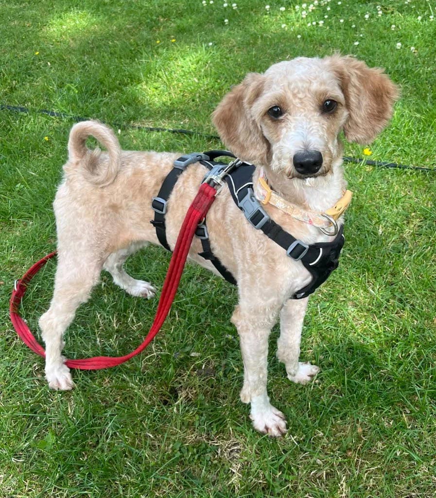 Slipper, female young Cockapoo for adoption at RSPCA Woodside
