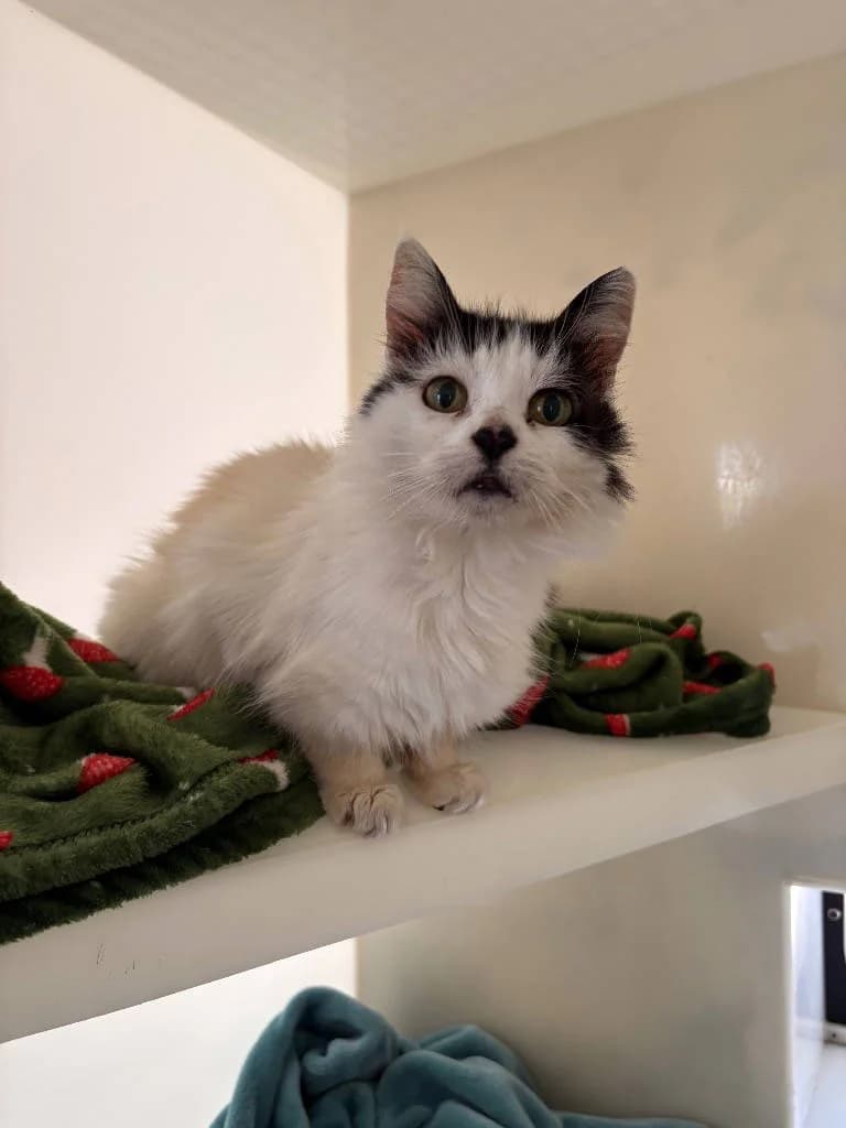 Stephanie, female senior Mixed Breed Cat for adoption at RSPCA Woodside