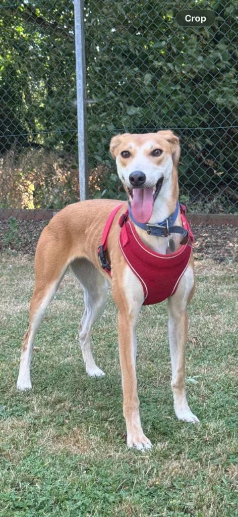 Tina, female young Lurcher for adoption at RSPCA Woodside