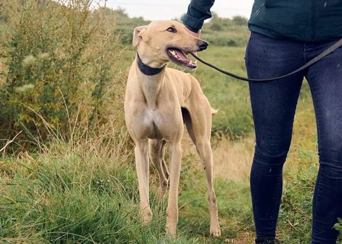 Tina, female young Lurcher for adoption at RSPCA Woodside