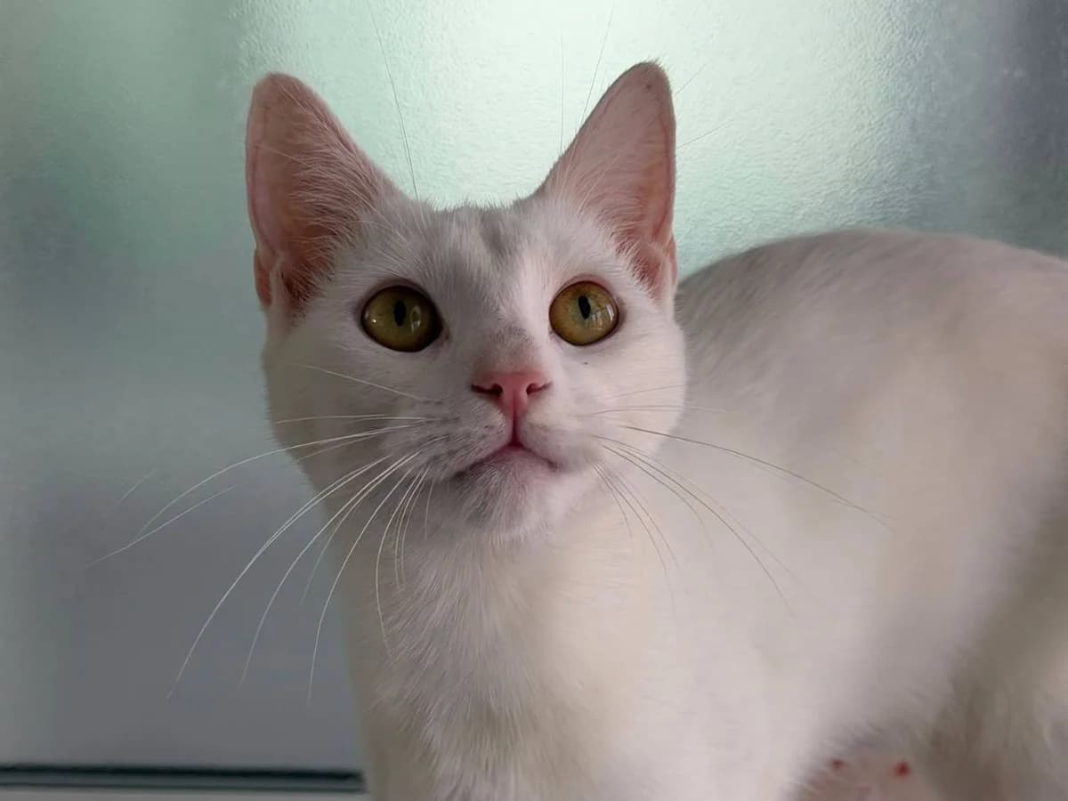 Alba, female young Mixed Breed Cat for adoption at RSPCA Worcester & Mid-Worcestershire Branch