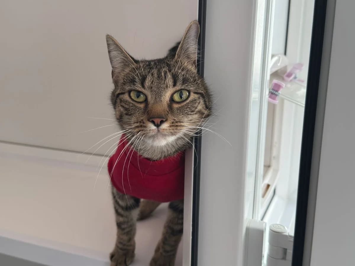Annabelle, female young Mixed Breed Cat for adoption at RSPCA Worcester & Mid-Worcestershire Branch
