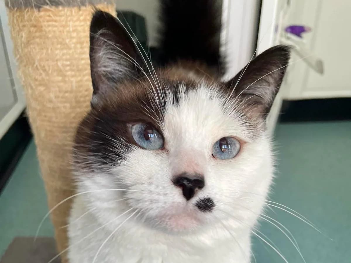 Aspen, female senior Siamese for adoption at RSPCA Worcester & Mid-Worcestershire Branch