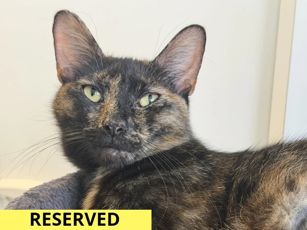 Bagel, female young Mixed Breed Cat for adoption at RSPCA Worcester & Mid-Worcestershire Branch