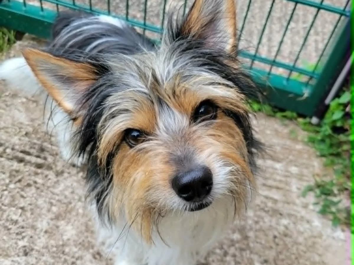 Baxter, male 4yo mixed breed for adoption at RSPCA Worcester & Mid-Worcestershire Branch