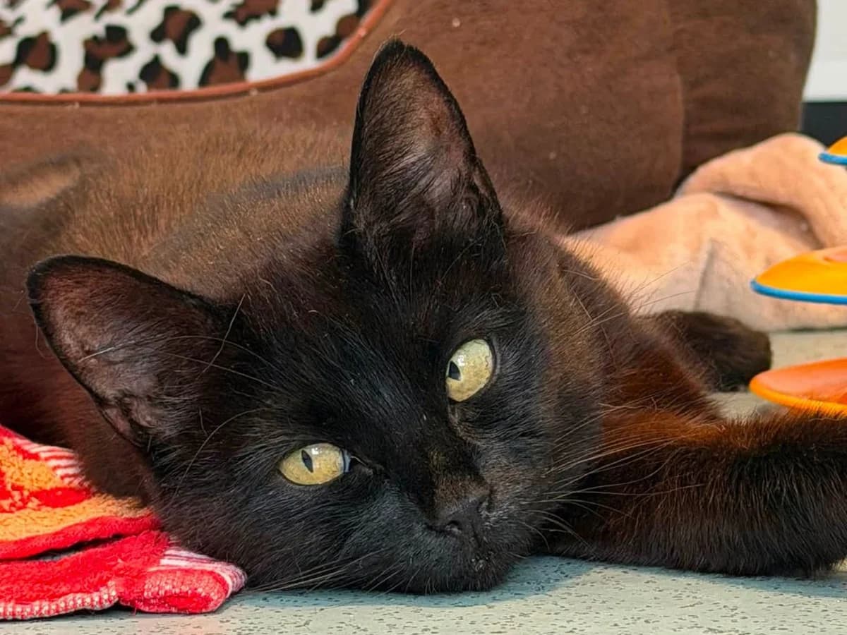 Bettie, female young Mixed Breed Cat for adoption at RSPCA Worcester & Mid-Worcestershire Branch