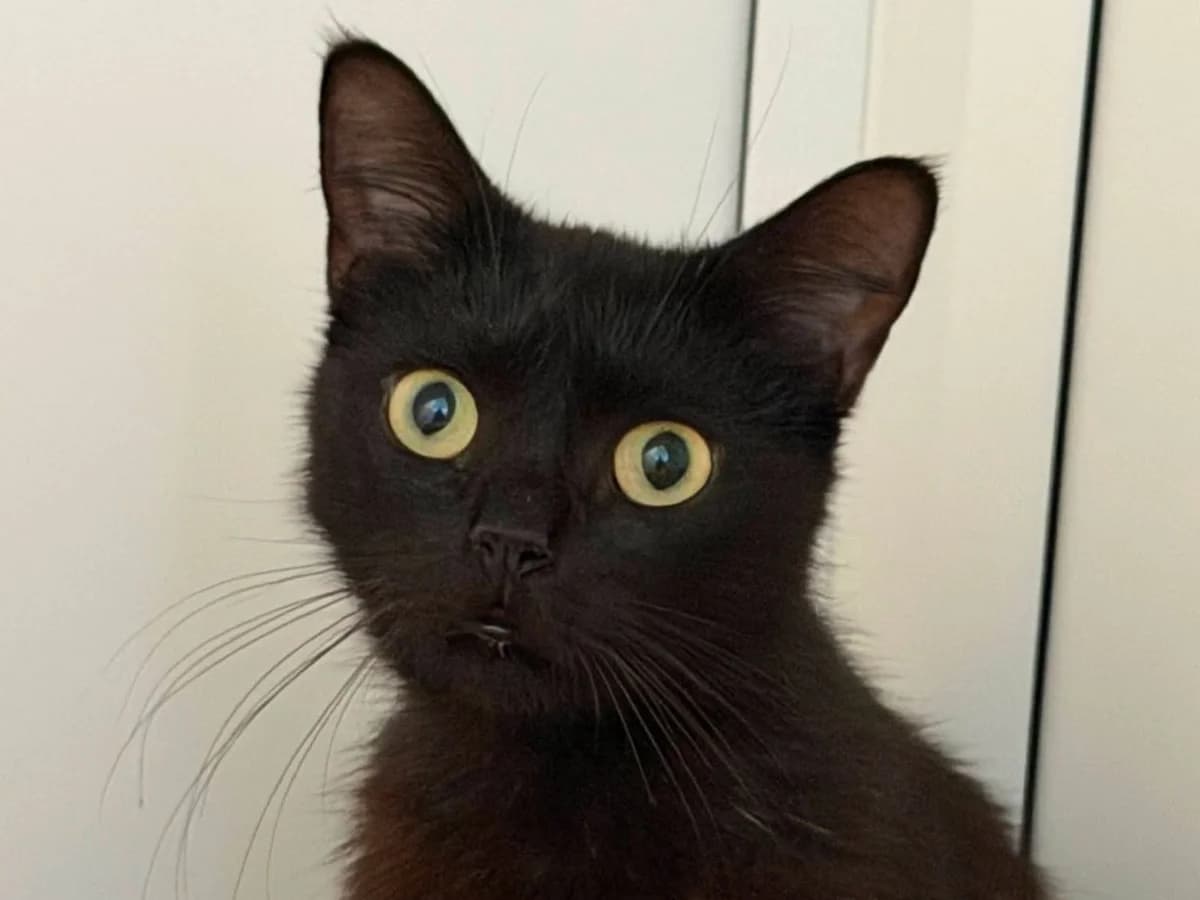 Bramble, female young Mixed Breed Cat for adoption at RSPCA Worcester & Mid-Worcestershire Branch