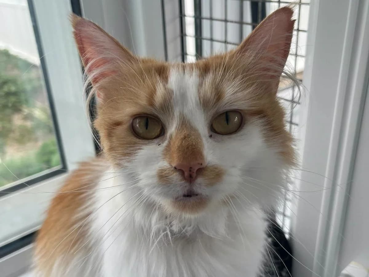 Brie, female 3yo Mixed Breed Cat for adoption at RSPCA Worcester & Mid-Worcestershire Branch