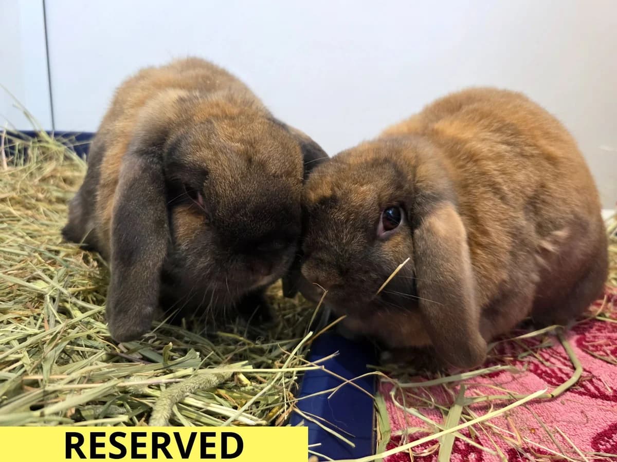 Brioche Bun and Bao Bun, female senior mixed breed for adoption at RSPCA Worcester & Mid-Worcestershire Branch